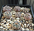 Нажмите на изображение для увеличения.

Название:	Gymnocalycium ferrarii VG-193.jpg
Просмотров:	487
Размер:	247.0 Кб
ID:	359455