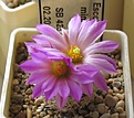 Нажмите на изображение для увеличения.

Название:	Escobaria_minima_SB423_6y.JPG
Просмотров:	195
Размер:	87.3 Кб
ID:	359470
