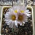 Нажмите на изображение для увеличения.

Название:	Pediocactus_knowltonii_SB304_9y.JPG
Просмотров:	190
Размер:	145.5 Кб
ID:	359471