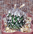 Нажмите на изображение для увеличения.

Название:	Turbinicarpus gracilis.jpg
Просмотров:	161
Размер:	243.0 Кб
ID:	359478