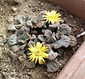 Нажмите на изображение для увеличения.

Название:	titanopsis.jpg
Просмотров:	450
Размер:	411.7 Кб
ID:	359493