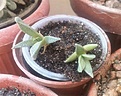 Нажмите на изображение для увеличения.

Название:	namanthus.jpg
Просмотров:	707
Размер:	49.8 Кб
ID:	359494