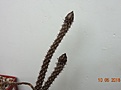 Нажмите на изображение для увеличения.

Название:	DSC00033.JPG
Просмотров:	272
Размер:	104.2 Кб
ID:	359515