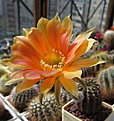 Нажмите на изображение для увеличения.

Название:	Echinopsis Tondelayo.jpg
Просмотров:	162
Размер:	208.7 Кб
ID:	359517