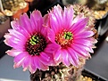 Нажмите на изображение для увеличения.

Название:	IMG_7922 (1000x751).jpg
Просмотров:	192
Размер:	434.7 Кб
ID:	359555