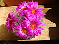 Нажмите на изображение для увеличения.

Название:	Mammillaria guelzowiana.JPG
Просмотров:	190
Размер:	148.0 Кб
ID:	359561