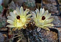 Нажмите на изображение для увеличения.

Название:	Austrocactus philippii  GP123.JPG
Просмотров:	159
Размер:	172.1 Кб
ID:	359578