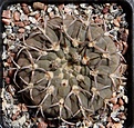 Нажмите на изображение для увеличения.

Название:	G.riojense ssp.paucispinum cv. (asterium).JPG
Просмотров:	686
Размер:	240.9 Кб
ID:	359586