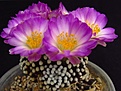 Нажмите на изображение для увеличения.

Название:	IMG_7726.JPG
Просмотров:	193
Размер:	198.6 Кб
ID:	359627