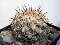 Нажмите на изображение для увеличения.

Название:	Coryphantha_cor.JPG
Просмотров:	811
Размер:	216.1 Кб
ID:	359639