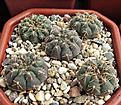 Нажмите на изображение для увеличения.

Название:	Gymnocalycium stellatum VG-284.JPG
Просмотров:	467
Размер:	243.5 Кб
ID:	359659