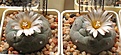Нажмите на изображение для увеличения.

Название:	Turbinicarpus_jauernigii_PP190_6y.JPG
Просмотров:	187
Размер:	154.9 Кб
ID:	359701