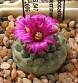 Нажмите на изображение для увеличения.

Название:	Strombocactus_pulcherrimus_RS547_10y.JPG
Просмотров:	190
Размер:	115.4 Кб
ID:	359703