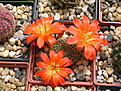 Нажмите на изображение для увеличения.

Название:	R. senilis grandiflora W 63.jpg
Просмотров:	177
Размер:	282.8 Кб
ID:	359730