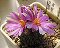 Нажмите на изображение для увеличения.

Название:	Pelecyphora_aselliformis_RS1031_8y.JPG
Просмотров:	184
Размер:	74.3 Кб
ID:	359776
