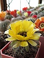 Нажмите на изображение для увеличения.

Название:	L. jajoiana yellow.jpg
Просмотров:	172
Размер:	227.5 Кб
ID:	359790