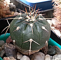 Нажмите на изображение для увеличения.

Название:	Gymnocalycium spegazzinii.jpg
Просмотров:	229
Размер:	162.6 Кб
ID:	359810