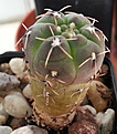 Нажмите на изображение для увеличения.

Название:	Gymnocalycium kieslingii v.castaneum.jpg
Просмотров:	219
Размер:	145.8 Кб
ID:	359811