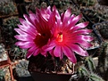 Нажмите на изображение для увеличения.

Название:	N.submammulosus ssp.minor  STO270.JPG
Просмотров:	163
Размер:	174.7 Кб
ID:	359863