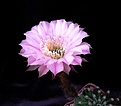 Нажмите на изображение для увеличения.

Название:	ECHINOPSIS hybr Hermes x Fourty Niner.jpg
Просмотров:	207
Размер:	247.5 Кб
ID:	359941