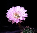 Нажмите на изображение для увеличения.

Название:	ECHINOPSIS hybr Hermes x Fourty Niner.jpg
Просмотров:	190
Размер:	247.5 Кб
ID:	359941