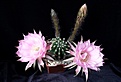 Нажмите на изображение для увеличения.

Название:	ECHINOPSIS hybr Paramount Orange x Lila' x Samba.jpg
Просмотров:	191
Размер:	460.9 Кб
ID:	359942