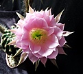 Нажмите на изображение для увеличения.

Название:	ECHINOPSIS hybr Paramount Orange x Lila' x Samba.jpg
Просмотров:	215
Размер:	321.9 Кб
ID:	359943