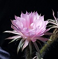 Нажмите на изображение для увеличения.

Название:	ECHINOPSIS hybr Paramount Orange x Lila' x Samba.jpg
Просмотров:	200
Размер:	281.3 Кб
ID:	359944