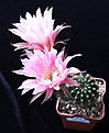 Нажмите на изображение для увеличения.

Название:	Echinopsis hybr Nollers x Samba.jpg
Просмотров:	204
Размер:	206.2 Кб
ID:	359945