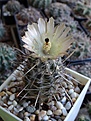 Нажмите на изображение для увеличения.

Название:	Austrocactus sp.  GP98.JPG
Просмотров:	196
Размер:	179.4 Кб
ID:	359975