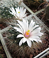 Нажмите на изображение для увеличения.

Название:	Mammillaria zephyranthoides.JPG
Просмотров:	204
Размер:	197.4 Кб
ID:	359983