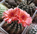 Нажмите на изображение для увеличения.

Название:	Notocactus ottonis 'vencluianus'.JPG
Просмотров:	202
Размер:	200.0 Кб
ID:	359985