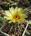 Нажмите на изображение для увеличения.

Название:	Notocactus submammulosus VG420.JPG
Просмотров:	201
Размер:	188.1 Кб
ID:	359986