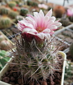 Нажмите на изображение для увеличения.

Название:	Pyrrhocactus floccosus.JPG
Просмотров:	186
Размер:	202.9 Кб
ID:	359988