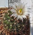 Нажмите на изображение для увеличения.

Название:	Mammillaria_wolfii_GL19_8y.JPG
Просмотров:	205
Размер:	100.5 Кб
ID:	359992
