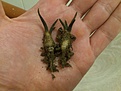 Нажмите на изображение для увеличения.

Название:	A. agavoides.jpg
Просмотров:	765
Размер:	161.9 Кб
ID:	360128