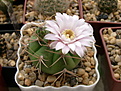 Нажмите на изображение для увеличения.

Название:	Gymnocalycium eurypleurum FR1178.jpg
Просмотров:	146
Размер:	170.0 Кб
ID:	360130