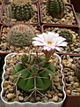 Нажмите на изображение для увеличения.

Название:	Gymnocalycium eurypleurum FR1178..jpg
Просмотров:	150
Размер:	232.3 Кб
ID:	360131