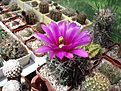 Нажмите на изображение для увеличения.

Название:	Echinocereus kuenzleri.JPG
Просмотров:	142
Размер:	97.4 Кб
ID:	360138