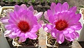 Нажмите на изображение для увеличения.

Название:	Thelocactus_bicolor_SB866_6y.JPG
Просмотров:	151
Размер:	101.6 Кб
ID:	360193