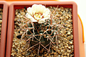 Нажмите на изображение для увеличения.

Название:	Gymnocalycium.jpg
Просмотров:	177
Размер:	196.8 Кб
ID:	360218