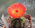 Notocactus ottonis v vencluianus 2016.06.16 010.JPG