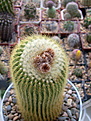 Нажмите на изображение для увеличения.

Название:	Eriocactus leninghausii.jpg
Просмотров:	149
Размер:	218.1 Кб
ID:	360250