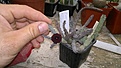 Нажмите на изображение для увеличения.

Название:	Huernia penzigii.jpg
Просмотров:	220
Размер:	94.9 Кб
ID:	360264