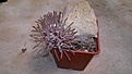 Нажмите на изображение для увеличения.

Название:	Pseudolithos cubiformis .jpg
Просмотров:	226
Размер:	78.3 Кб
ID:	360265