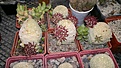 Нажмите на изображение для увеличения.

Название:	Pseudolithos migiurtinus(но возможно eylensis) .jpg
Просмотров:	206
Размер:	137.9 Кб
ID:	360266