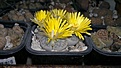 Нажмите на изображение для увеличения.

Название:	Lithops alpina.jpg
Просмотров:	403
Размер:	88.0 Кб
ID:	360267