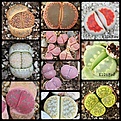 Нажмите на изображение для увеличения.

Название:	lithops.jpg
Просмотров:	391
Размер:	73.2 Кб
ID:	360270