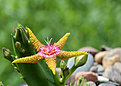 Нажмите на изображение для увеличения.

Название:	Stapelia_flavopurpurea.jpg
Просмотров:	281
Размер:	400.2 Кб
ID:	360283