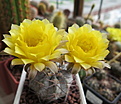 Нажмите на изображение для увеличения.

Название:	Acanthocalycium griseum P144.jpg
Просмотров:	126
Размер:	219.9 Кб
ID:	360328